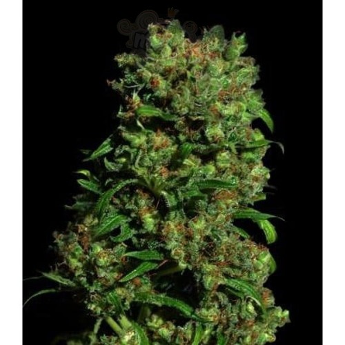 VIP SEEDS - Critical Vip