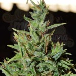 WORLD OF SEEDS - Neville Haze Auto