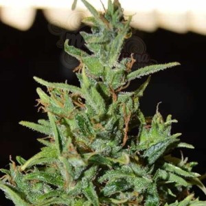 WORLD OF SEEDS - Neville Haze Auto