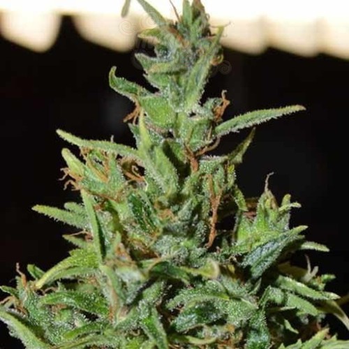 WORLD OF SEEDS - Neville Haze Auto