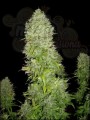 GREEN HOUSE SEEDS - Big Bang