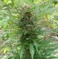 FEMALE SEEDS - Outdoor Grapefruit