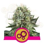 ROYAL QUEEN SEEDS - Bubble Kush