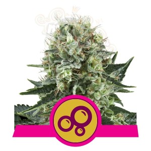 ROYAL QUEEN SEEDS - Bubble Kush