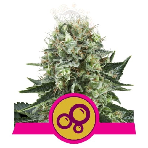 ROYAL QUEEN SEEDS - Bubble Kush