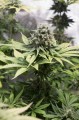 DINAFEM - Moby Dick CBD