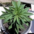 BARNEY'S FARM - Shiskaberry