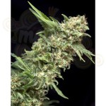 PYRAMID SEEDS - Alpujarrena