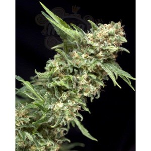 PYRAMID SEEDS - Alpujarrena