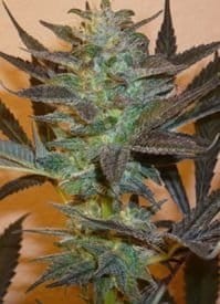 KC BRAINS - K.C. 48