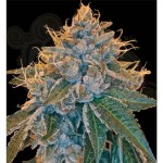 RESERVA PRIVADA - Kosher Kush