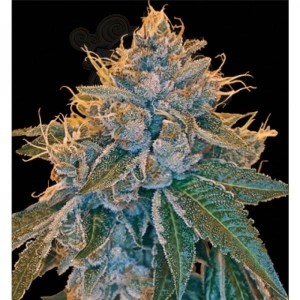 RESERVA PRIVADA - Kosher Kush
