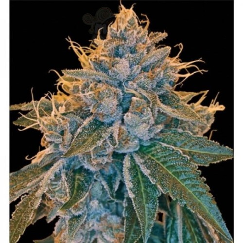 RESERVA PRIVADA - Kosher Kush