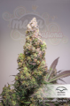 DUTCH PASSION - Auto Colorado Cookies®