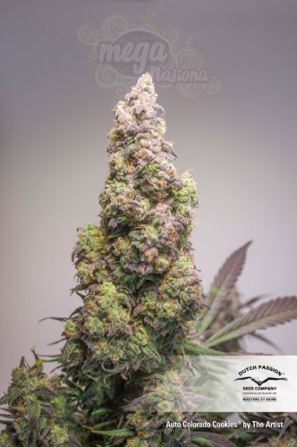 DUTCH PASSION - Auto Colorado Cookies®