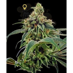DNA GENETICS - Training Day