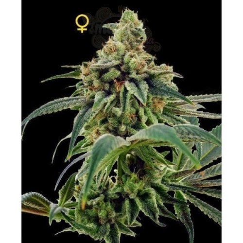 DNA GENETICS - Training Day