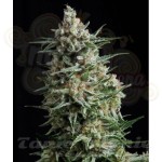 PYRAMID SEEDS - Anesthesia
