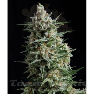 PYRAMID SEEDS - Anesthesia