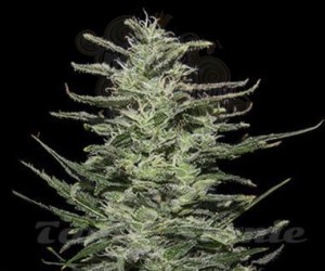 KALASHNIKOV SEEDS - Amnesia Molotov