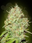 ADVANCED SEEDS - Shark Widow