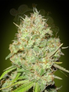 ADVANCED SEEDS - Shark Widow
