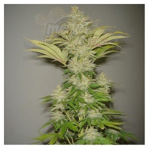 RESIN SEEDS - Bublicious