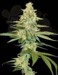 DNA GENETICS - Cannalope Kush