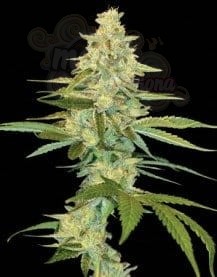DNA GENETICS - Cannalope Kush