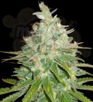 WORLD OF SEEDS - Afghan Kush X Black Domina