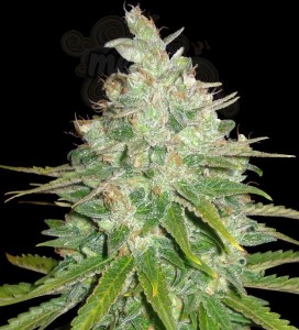 WORLD OF SEEDS - Afghan Kush X Black Domina