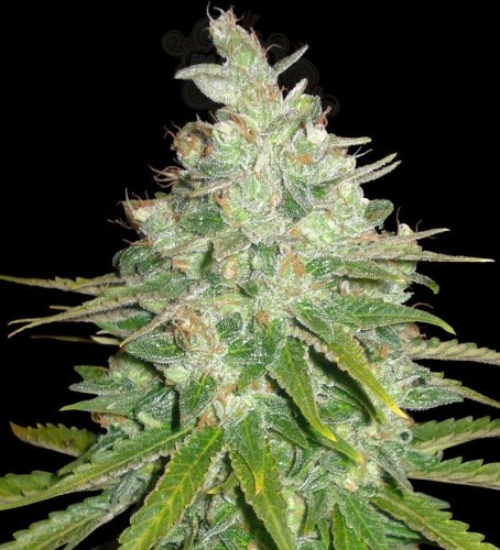 WORLD OF SEEDS - Afghan Kush X Black Domina
