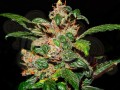 FASTBUDS - C4  Auto