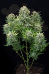 DINAFEM - White Cheese Auto