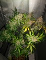 FASTBUDS - Blackberry Auto