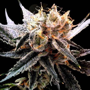 RESERVA PRIVADA - Sour Tangie