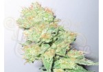 MEDICAL SEEDS - Y Griega CBD