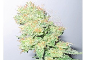 MEDICAL SEEDS - Y Griega CBD