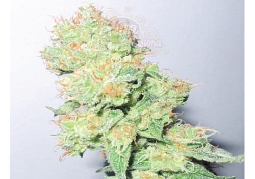 MEDICAL SEEDS - Y Griega CBD