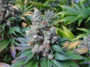 N.Y.C Diesel