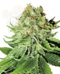 WHITE LABEL - Northern Light Auto