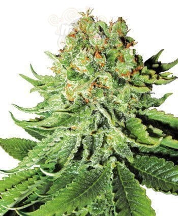 WHITE LABEL - Northern Light Auto