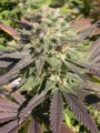 SERIOUS SEEDS - CBD Warlock
