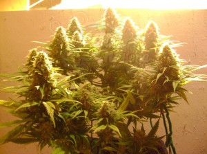 NIRVANA - Pure Power Plant
