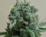 KALASHNIKOV SEEDS - White Widow 47