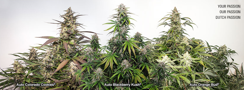 Dutch Passion Seed Company