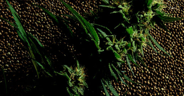 Victory Seeds Famous Genetic Seed Bank