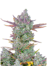 FastBuds Gorilla Cookies Auto