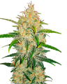 FastBuds Zkittlez Auto