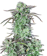 FastBuds Strawberry Banana Auto